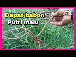 Dapat Bakalan Bonsai Putri Malu Unik Kaskus