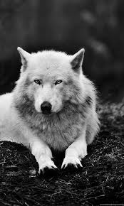 Check spelling or type a new query. 1920x1080 White Wolf Wallpapers Desktop Background