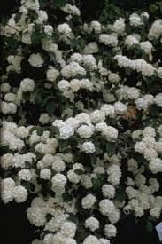 De gelderse roos (viburnum opulus) en de wollige sneeuwbal (viburnum lantana) zijn twee pioniersplanten in onze streken die naarst hun witte bloemschermen ook voor prachtige rode bessen. Japanse Sneeuwbal Plantengids Groenrijk