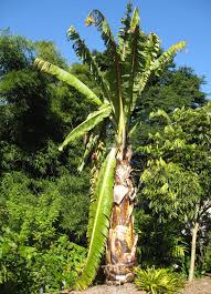 Image result for Ensete ventricosum