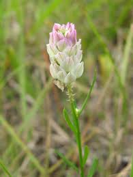 Image result for Polygala senensis