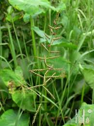 Image result for Echinochloa pyramidalis