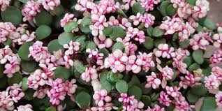 They grow well in containers and like the warm, dry conditions found in most homes. Plant Portulacaria Variegata Jade Plant 12cm Pot Furniture Home Living Gardening Plants Seeds On Carousell