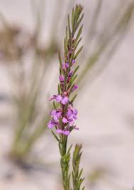 Image result for Muraltia