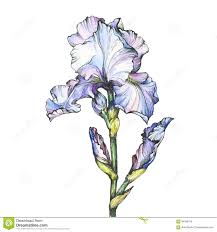 Pin On Flowers
