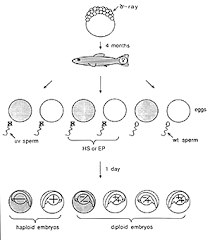 Check spelling or type a new query. Zfin Zebrafish Book Genetic Methods