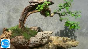 Aneka Ragam Bentuk Bonsai Bonsai Ileng Ileng Juara