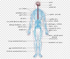 Human central nervous system diagram. Peripheral Nervous System Central Nervous System Human Body Outline Of The Human Nervous System Nervous System Angle Text Hand Png Pngwing