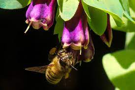 We did not find results for: Fall Forage For Bees What S Blooming Near You Honey Bee Suite