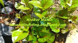 Krokot Merah Di 2020 Tanaman Taman Vertikal Merah