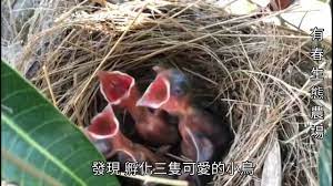 白頭翁孵化三隻可愛的幼鳥- YouTube