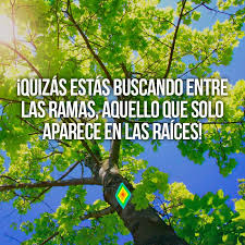 Quizas Estas Buscando Entre Las Ramas Aquello Que Solo Aparece En Las Raices Frases Naturaleza Frases Ecologicas Frases Pensamientos