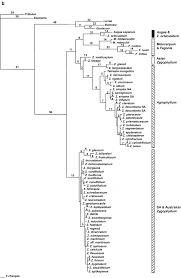 Image result for Zygophyllum leucocladum