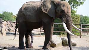 Tierwelt Elefanten Im Zoo Heidelberg Teil 1 By Videosammlung