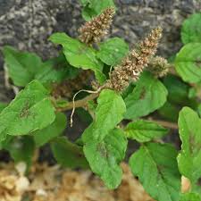 Image result for Dichapetalum deflexum