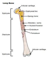 Home » anatomy bone labeling » anatomy bone labeling 603 most of the times, we put the labels to show some specific information. 32 Label The Parts Of The Long Bone Labels For Your Ideas