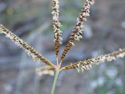 Image result for Eustachys paspaloides