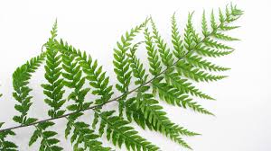 Image result for Pityrogramma calomelanos