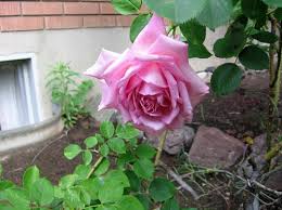 Belinda's dream is one of the best roses for louisiana landscapes. Help With Identifying This Fragrant Pink Rose Please