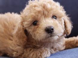 Meet zara a very playful mini golden doodle pup! Mini Goldendoodle Breeders Mini Goldendoodle