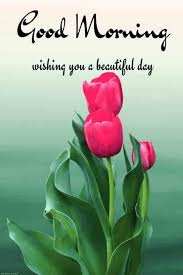  Good Morning Flower Image Wishing You A Beautiful Day Good Morning Flowers Good Morning Flowers Pictures Good Day Wishes