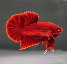 The Best Super Red Halfmoon Plakat Tail Betta Siamese Fighting Fish Betta Fish Types Betta Betta Fish