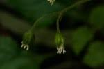 Image result for Macledium poggei