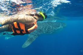 Full Daagse Walvishaai Tour Vanuit Cozumel 2021