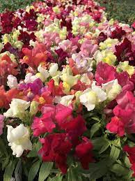 We offer same day flower delivery when you order by 12:00 pm local denver time monday through friday and 11:00 am on saturday. Annuals And Flowering Plants For Your Denver Co Garden