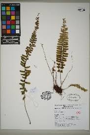 Image result for Asplenium rutifolium