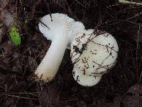 Image result for Russula perlactea