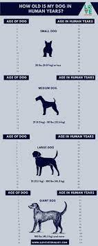 Your 16 years 1 month old chihuahua is 81.69 years old in human years and is considered as a matusalem dog. How Old Is My Dog In Human Years