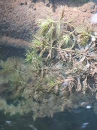 Image result for Ceratophyllum submersum