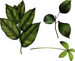 Green Leaves Leaves Green Leaves Green