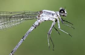 Image result for Ouratea andongensis