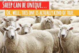 10 animal stereotypes that just aren t true so stop it sheep animals goats