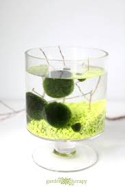 Lake akan is one of the few places in the world where these moss balls grow naturally, but they can be propagated for your aquarium. Hello Marimo Garden Therapy