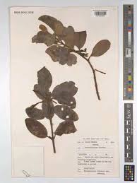 Image result for Phragmanthera edouardii