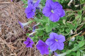 These Petunia Smell As Pretty As They Look Petunias Bloom Pretty
