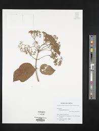 Image result for Premna hans-joachimii