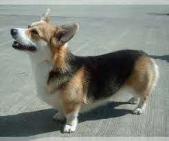 There's no denying that the corgi breeds of dogs are some of the. Puppyfinder Com Pembroke Welsh Corgi Puppies Puppies For Sale And Pembroke Welsh Corgi Dogs For Adoption Around The World Page 1 Displays 10