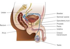 The body's shape is determined by a strong skeleton made of bone and cartilage, surrounded by fat, muscle, connective tissue, organs, and other structures. Penis How It Works Erection Causes And Erectile Dysfunction