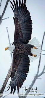 Birds That Look Like Bald Eagles Google Bald Eagle Beautiful Birds Wild Birds