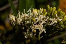 Image result for Tarenna pavettoides