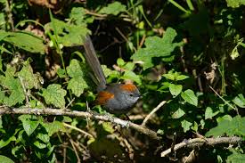 Apurímac Spinetail in July 2018 by Wilbert Camacho Guillen · iNaturalist NZ