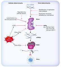 Der wohl bekannteste familienvater der schweiz kommt auf die grosse leinwand! Slicing And Dicing Viruses Antiviral Rna Interference In Mammals Abstract Europe Pmc