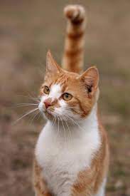 Eyes And Tail Pointing To Your Direction I M Watching You Hooman Catsandkittens Orange Tabby Cats Cats Tabby Cat