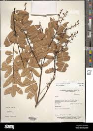 Image result for Agarista salicifolia