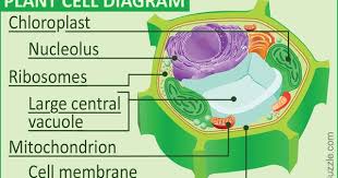 We Are Aware That All Life Stems From A Single Cell And That The Cell Is The Most Basic Unit Of All Living Organism In 2020 Plant Cell Diagram Cell Diagram