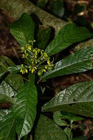 Image result for Rinorea ferruginea